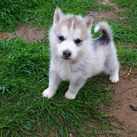 Superbes chiots Husky Sibérien.