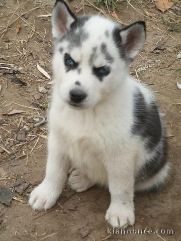 Superbes chiots Husky Sibérien.