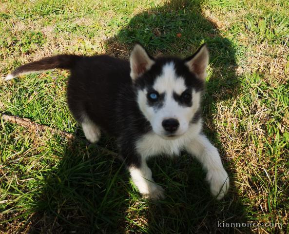 Superbes chiots Husky Sibérien.