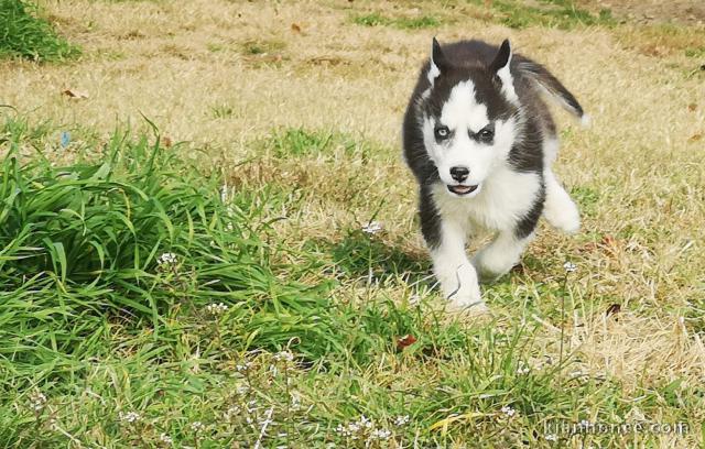 Superbes chiots Husky Sibérien.