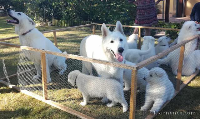 Chiots Berger Blanc Suisse