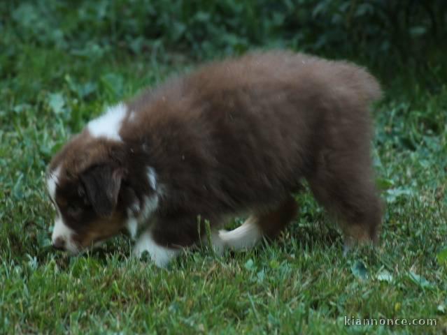 A donner chiots Berger Australien