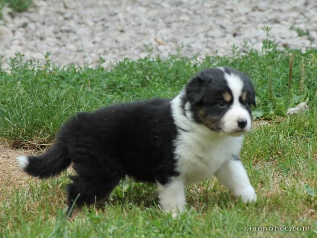 A donner chiots Berger Australien