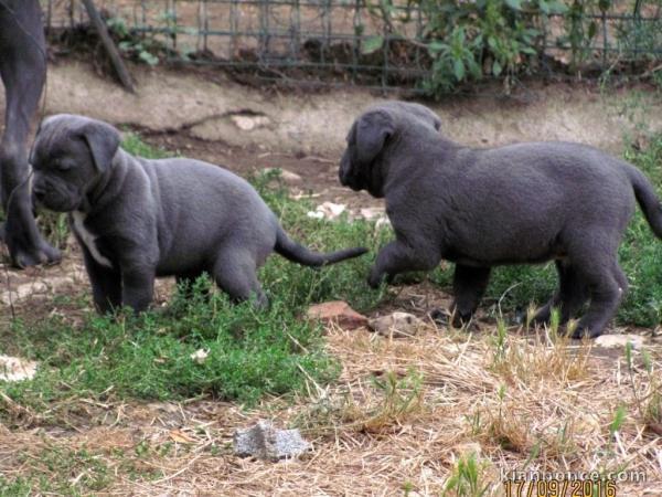 5 SUPERBES CHIOTS CANE CORSO