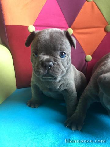 chiots bouledogue français Bleu lof