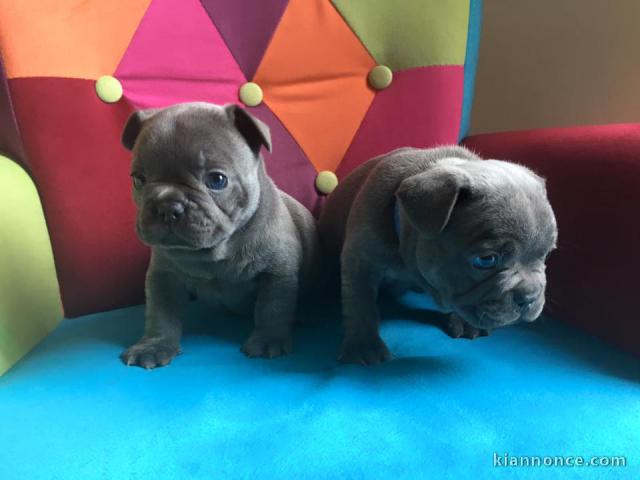 chiots bouledogue français Bleu lof