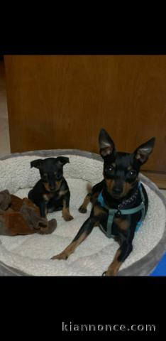 Chiots Pinscher Nain Urgent