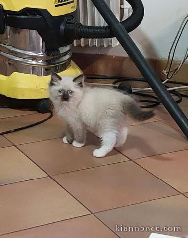 Chatons à donner pour adoption