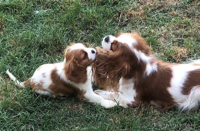 Chiots cavalier king charles spaniel