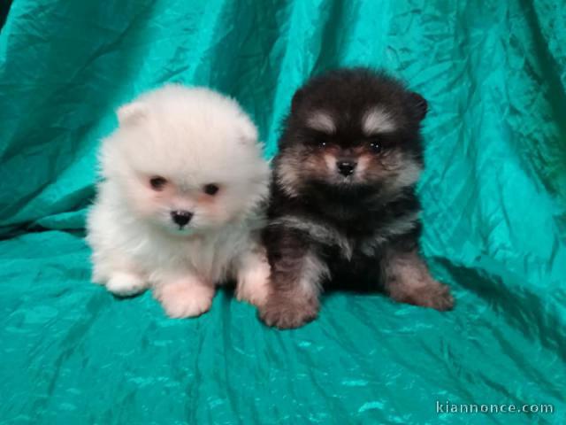 Adorables Spitz allemand lof