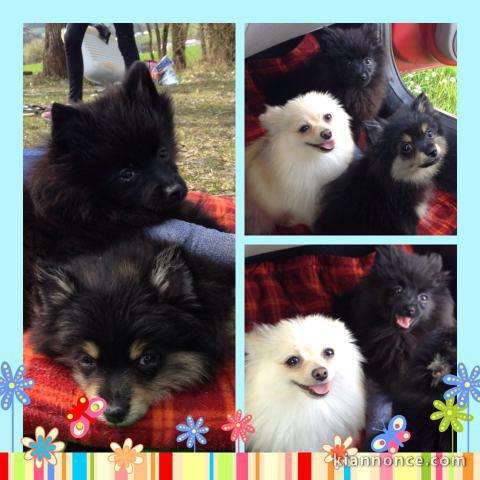 Adorables Spitz allemand lof