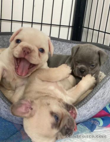 Magnifique bulldogs français en adoption
