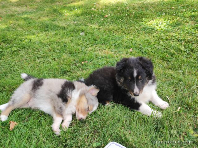 Adorable chiots berger shetland