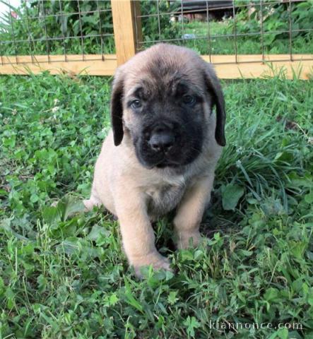 Magnifiques chiots Mastiff 