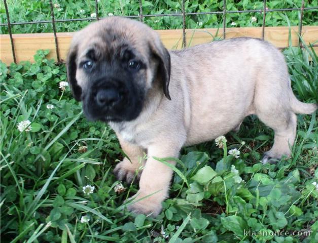 Magnifiques chiots Mastiff 