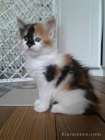 A donner chatons main coon 