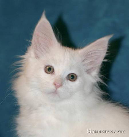 A donner Magnifiques chatons main coon 