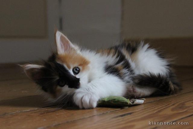 Magnifiques chatons main coon 