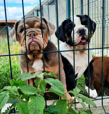 Bouledogues exotiques