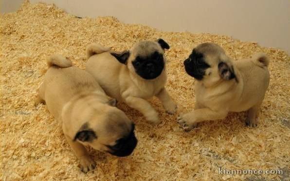 Adorables bébés chiots carlin