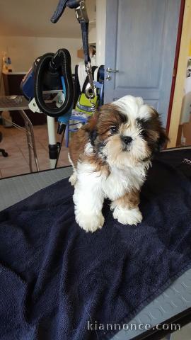 Adorables chiots shih tzu a donné