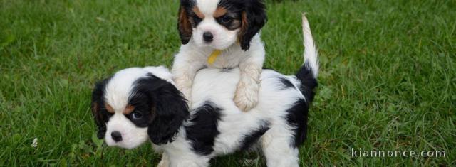 chiots cavalier king charles disponibles à adopter