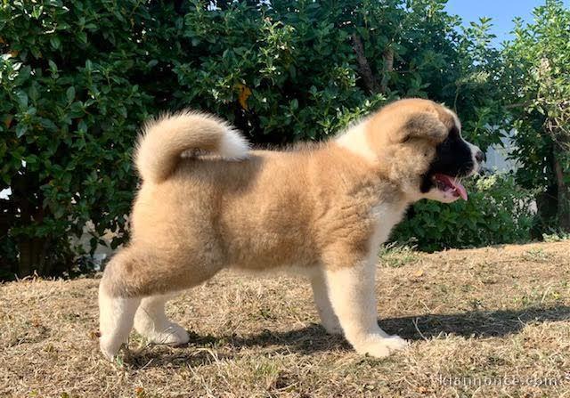 Chiots Akita à adopter