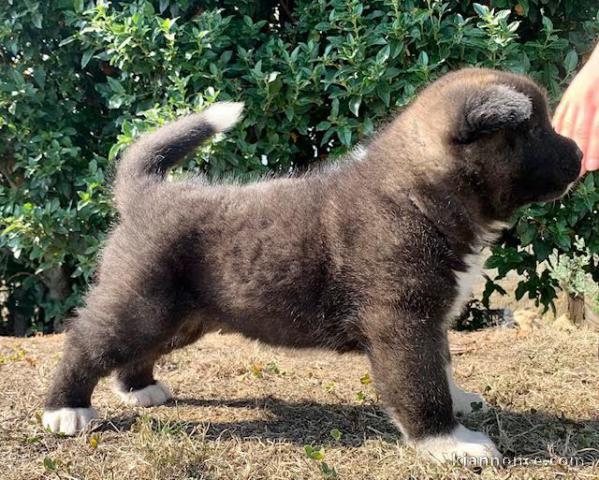 Chiots Akita à adopter