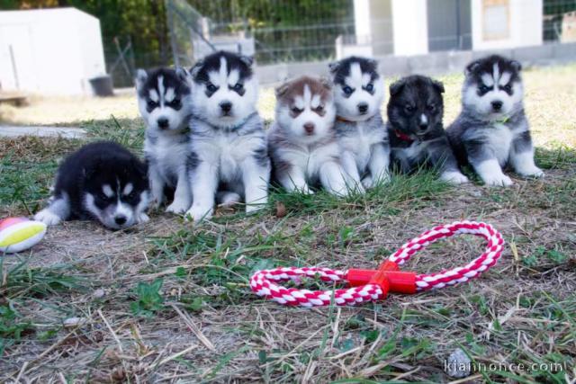 Magnifiques chiots sibériens husky disponibles à adopter