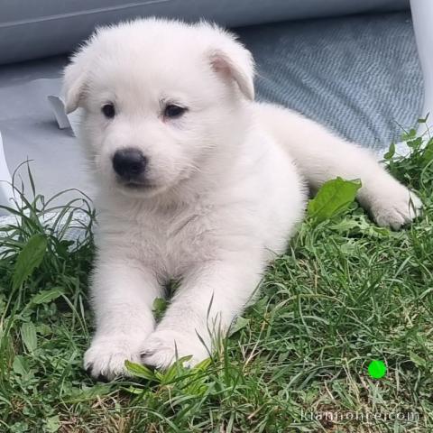 Chiots Berger Blanc Suisse à adopter