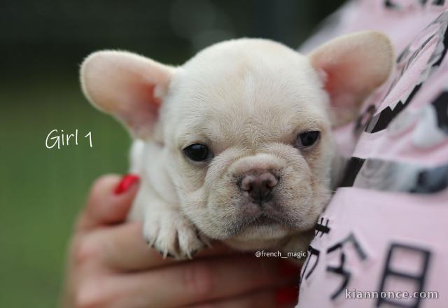 Bulldog français chiots exotiques