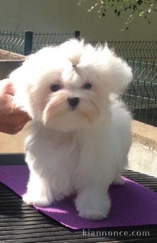 Donnes chiot bichon maltais femelle lof