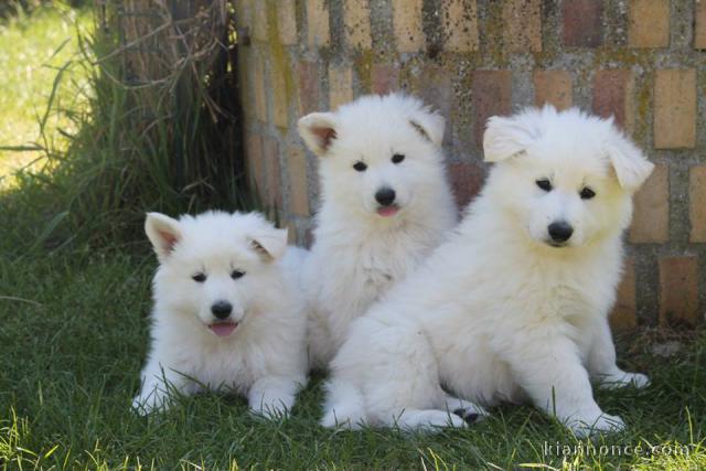 Chien Berger blanc suisse femelle à donner