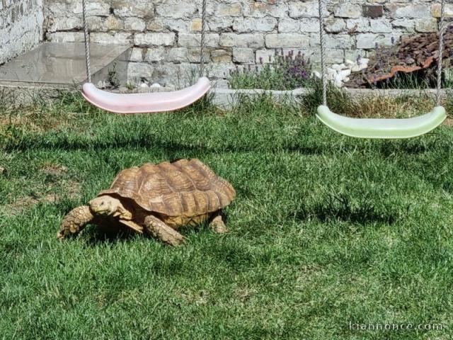 Tortue Sillonnée "Sulcata"