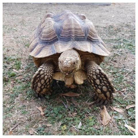 A donner Tortue Sillonnée "Sulcata"