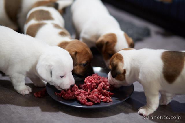 Chiots Jack Russell Terrier