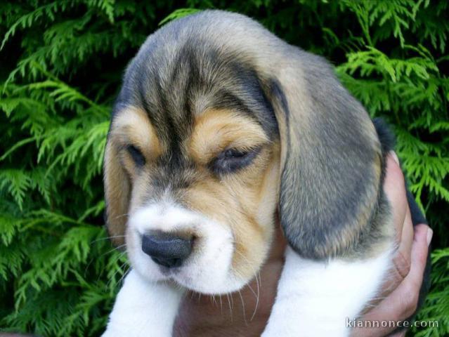 Adorables cavalier king Charles