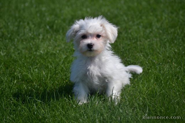 Donne chiot bichon maltais femelle