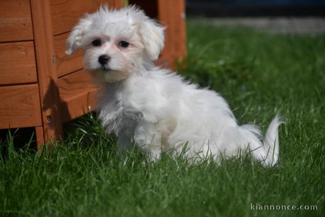 Donne chiot bichon maltais femelle