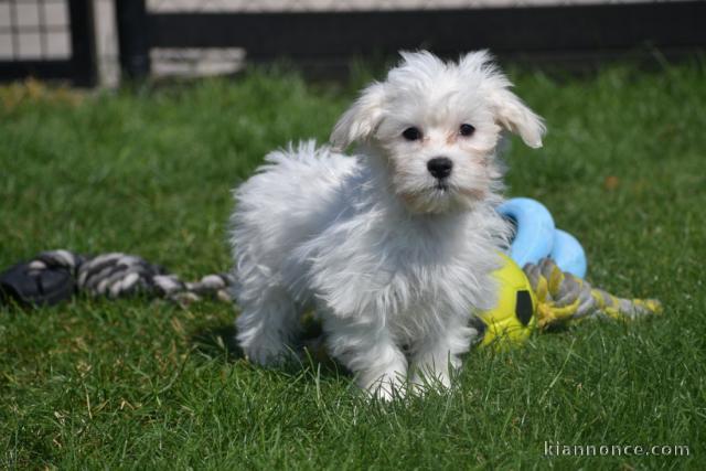 Donne chiot bichon maltais femelle