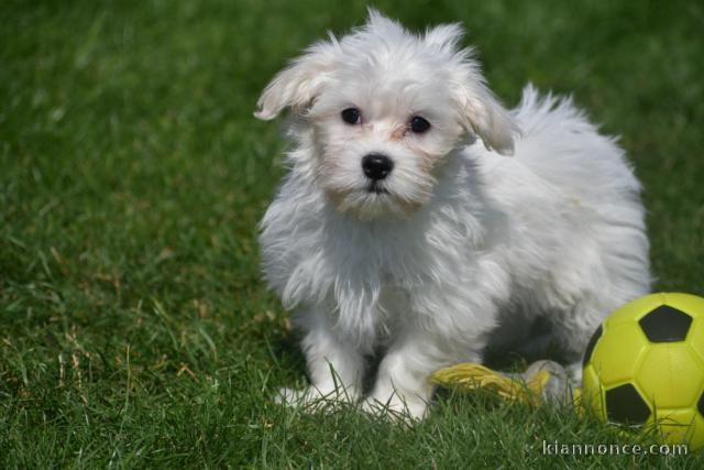 Donne chiot bichon maltais femelle