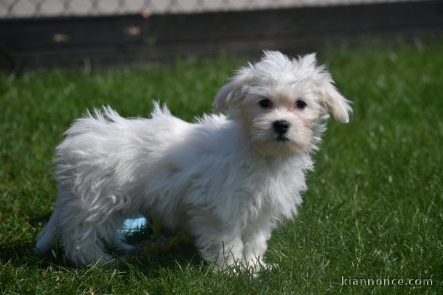 Donne chiot bichon maltais femelle