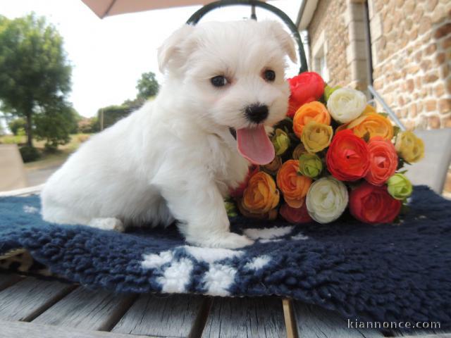 Donne chiot bichon maltais femelle