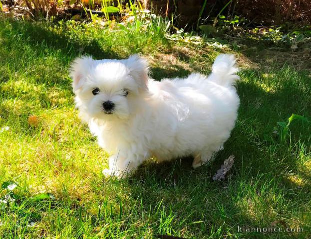 Donne chiot bichon maltais femelle