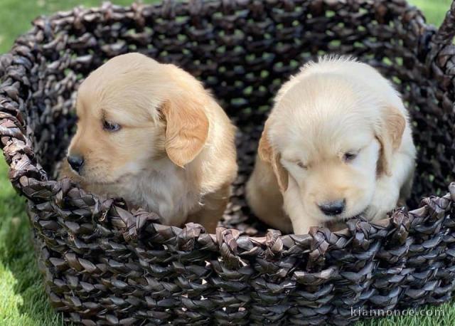 chiots golden retriever