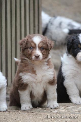 Chiots Berger Australien