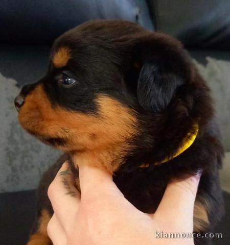 Chiots Rottweiler Pure Race