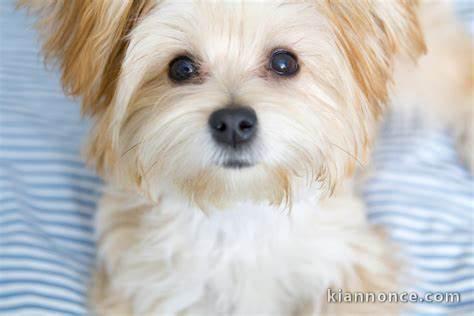 Cherche Morkie (croisé bichon et yorkshire)