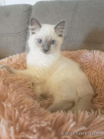 Chatons ragdoll a donner 