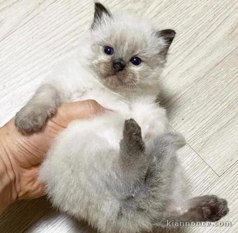 Chatons ragdoll a donner 